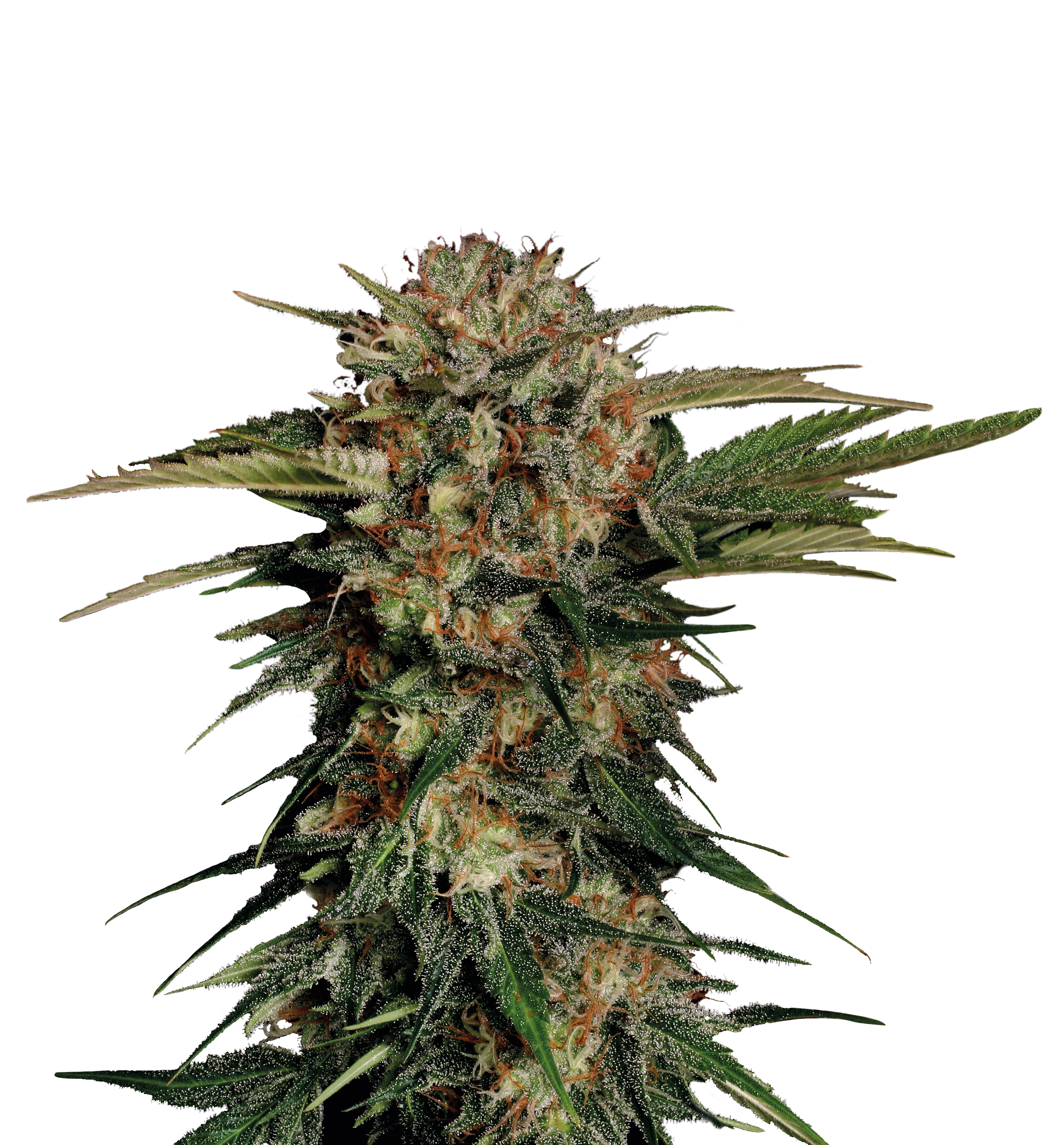 Motavation Strain ® Originally Bred by Serious Seeds